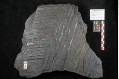 Foto (Objekt + Etikett) von Syringodendron cyclostigma Brongniart (NHMW-GEO-2024-0188-11247)